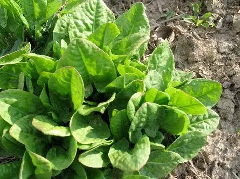 Plantez une fois, cueillez pour toujours : 9 légumes n’ont besoin d’être plantés qu’une seule fois pour être cueillis pour toujours