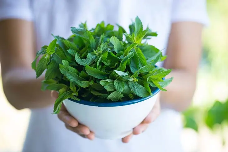 5 plantes aromatiques que vous pouvez faire pousser uniquement avec de l’eau