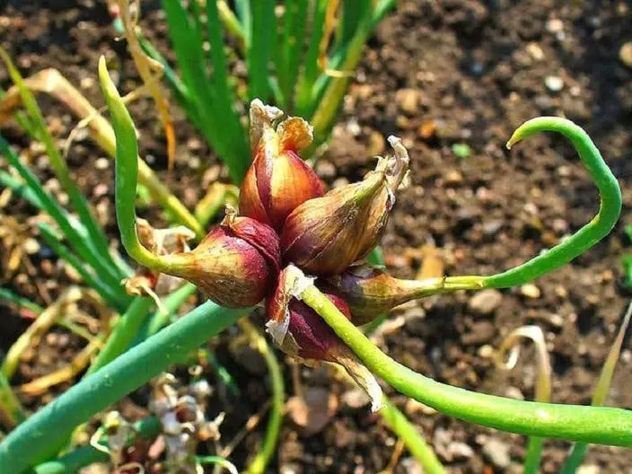 Plantez une fois, cueillez pour toujours : 9 légumes n’ont besoin d’être plantés qu’une seule fois pour être cueillis pour toujours