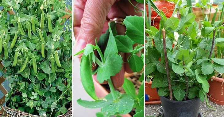 7 légumes faciles à faire pousser en pot à la maison