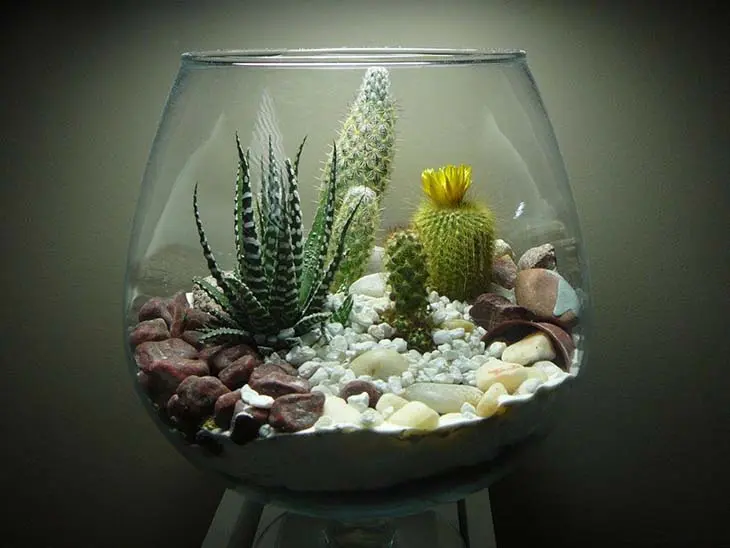 Voici comment faire votre propre terrarium avec des cactus et succulentes dans un aquarium