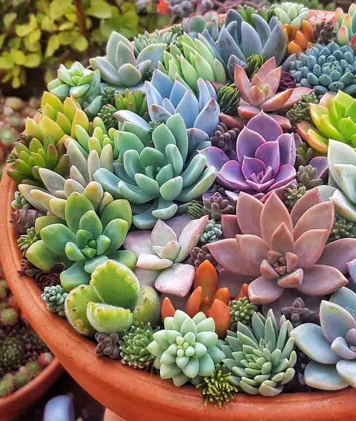 Voici comment faire votre propre terrarium avec des cactus et succulentes dans un aquarium