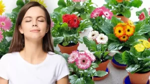 plantes qui éliminent les mauvaises odeurs