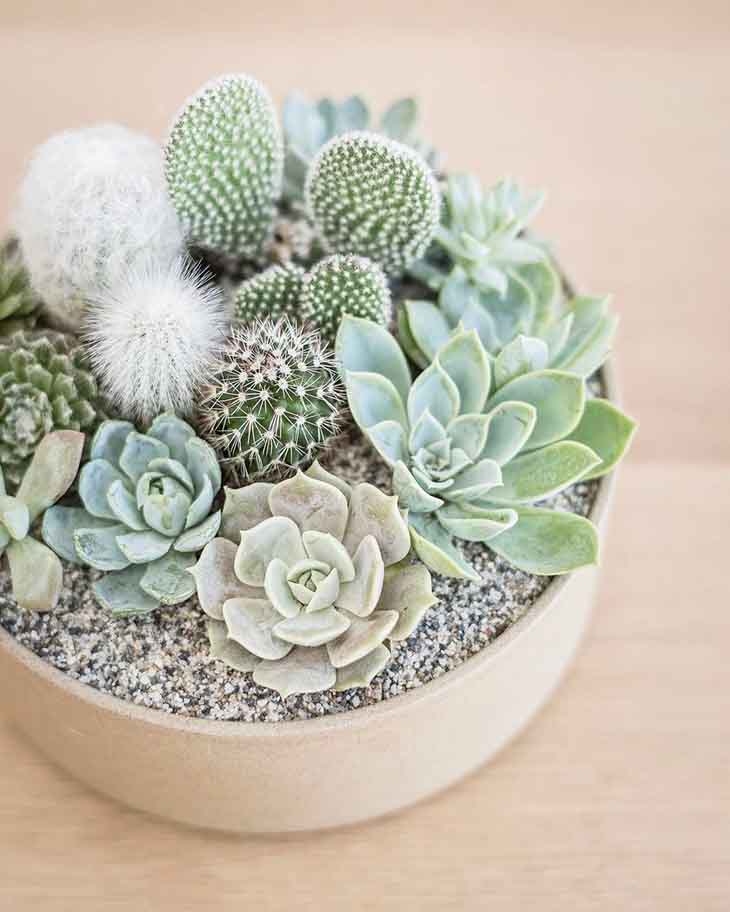 Voici comment faire votre propre terrarium avec des cactus et succulentes dans un aquarium