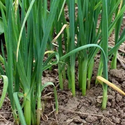 Plantez une fois, cueillez pour toujours : 9 légumes n’ont besoin d’être plantés qu’une seule fois pour être cueillis pour toujours