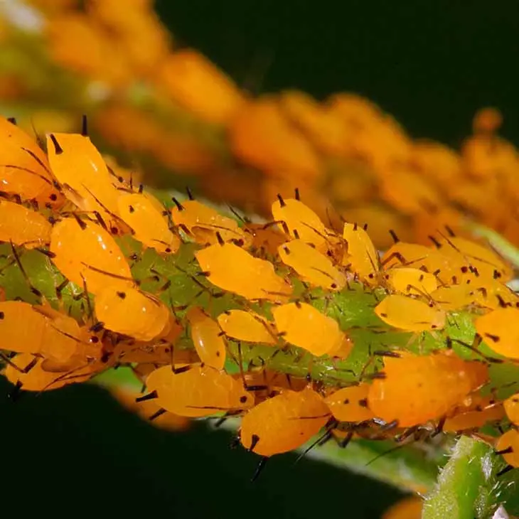 L’astuce de génie pour éliminer les parasites qui attaquent vos plantes