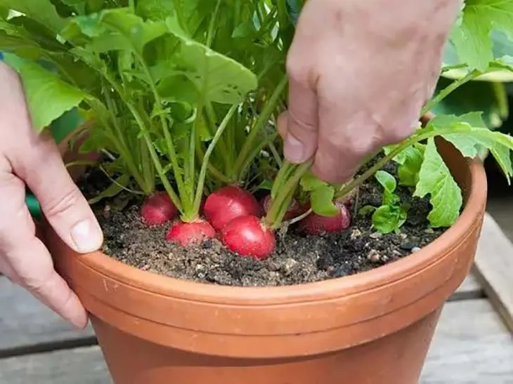 7 légumes faciles à faire pousser en pot à la maison