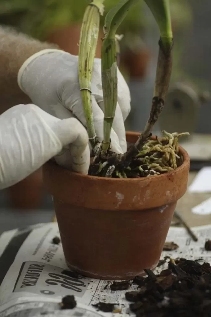 6 grandes erreurs que les gens font lorsqu’ils arrosent les orchidées d’après un expert