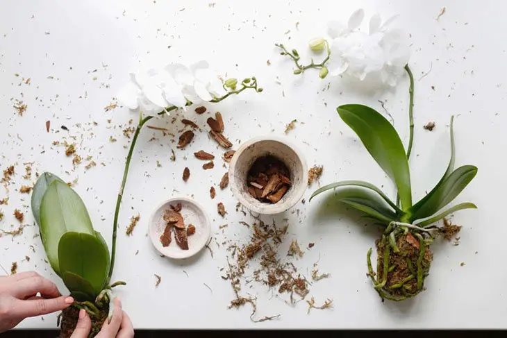 Comment faire pousser de belles orchidées à la maison ? 4 secrets à connaitre