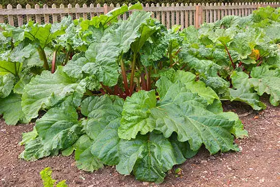 Plantez une fois, cueillez pour toujours : 9 légumes n’ont besoin d’être plantés qu’une seule fois pour être cueillis pour toujours