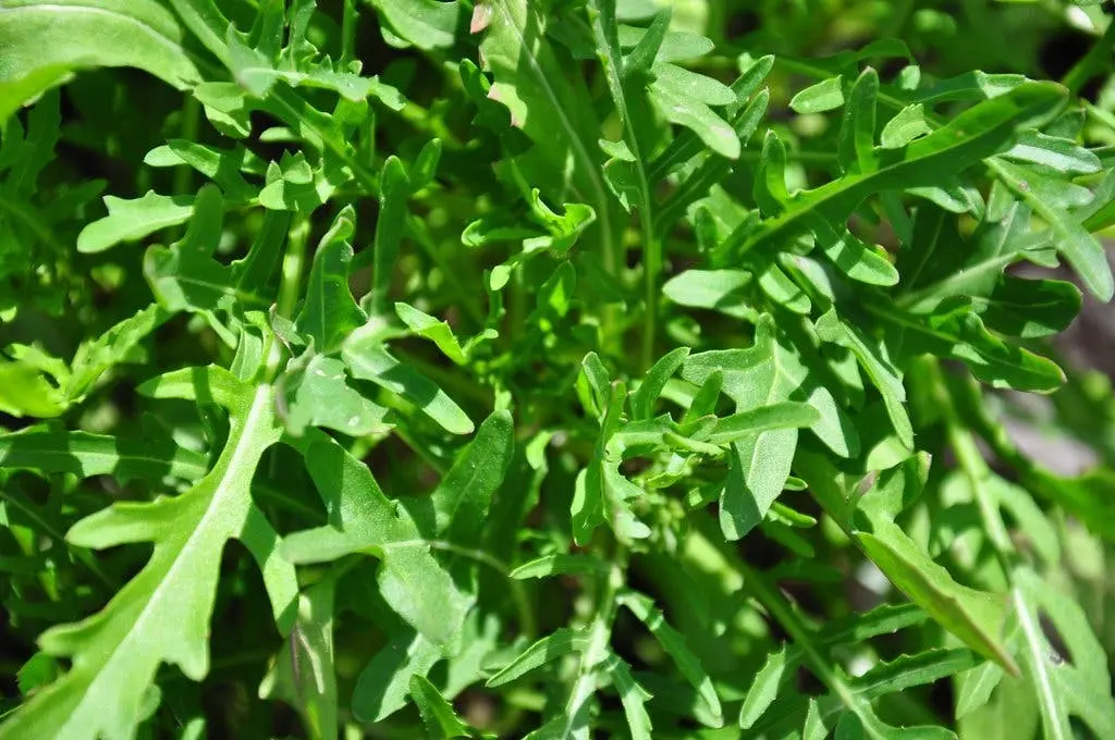 Plantez une fois, cueillez pour toujours : 9 légumes n’ont besoin d’être plantés qu’une seule fois pour être cueillis pour toujours