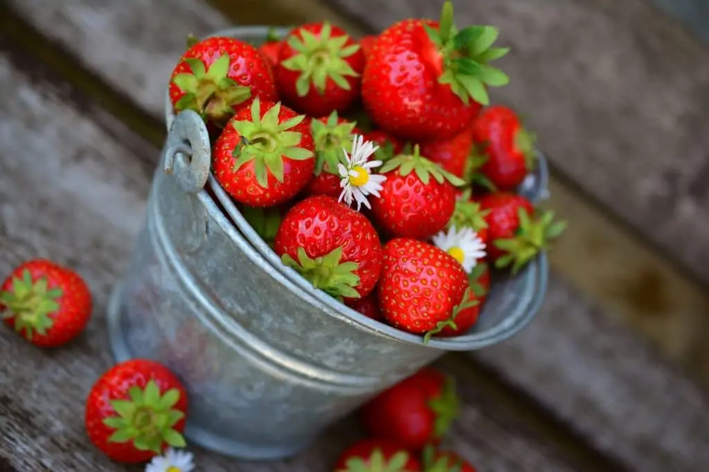 Voici comment cultiver des fraises à la maison (étape par étape)