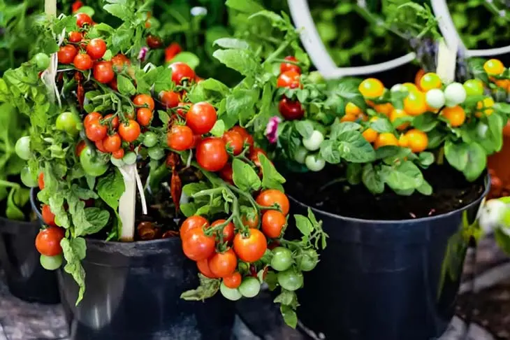 7 légumes faciles à faire pousser en pot à la maison