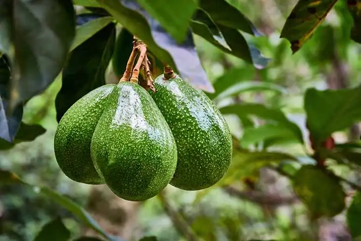 13 plantes pour soulager la goutte naturellement