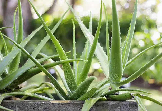 5 plantes à mettre dans la chambre pour passer une nuit agréable