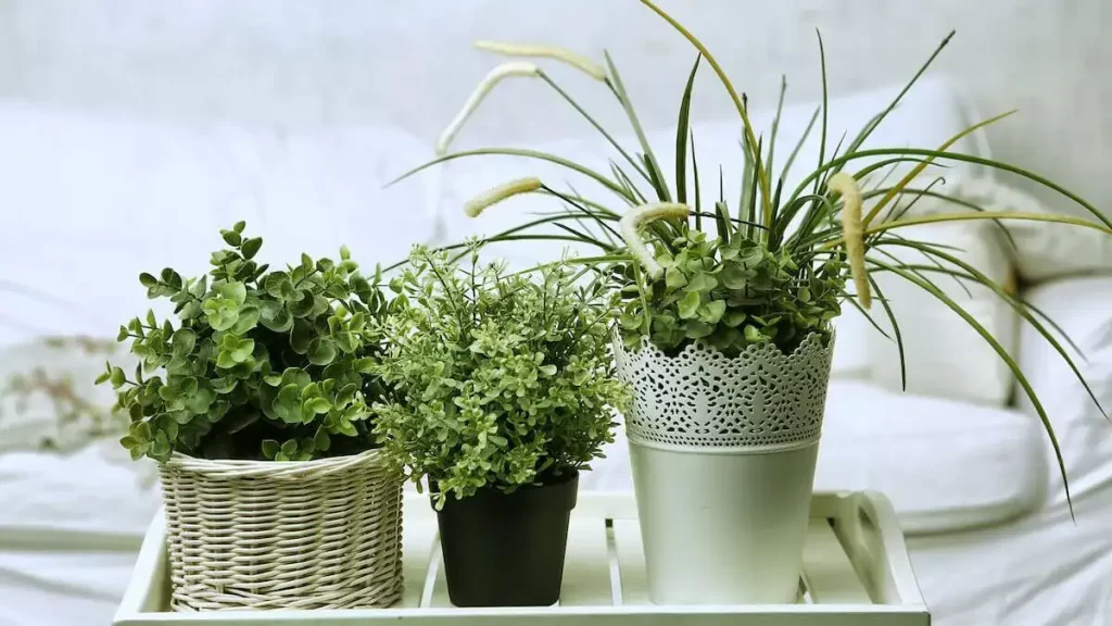 5 plantes à mettre dans la chambre pour passer une nuit agréable