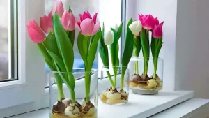 Comment faire pousser des tulipes dans l’eau ?