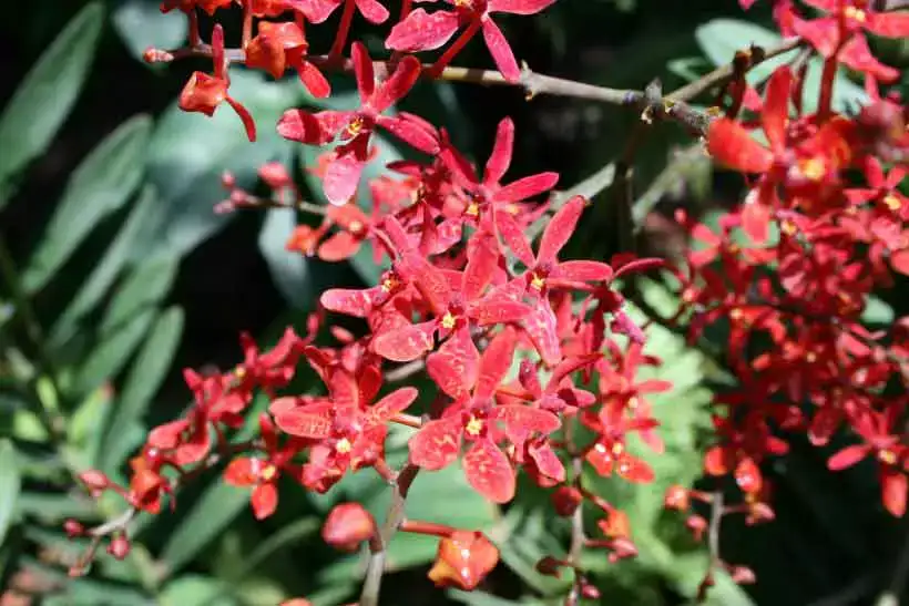 Comment soigner une orchidée !?