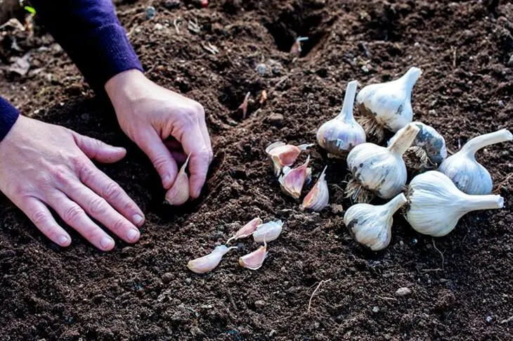 Je n’achète plus d’ail au magasin. Mon jardinier m’a dit comment en cultiver en grande quantité