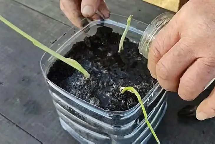 Je n’achète plus d’ail au magasin. Mon jardinier m’a dit comment en cultiver en grande quantité