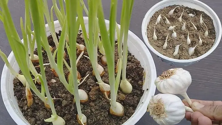 Je n’achète plus d’ail au magasin. Mon jardinier m’a dit comment en cultiver en grande quantité