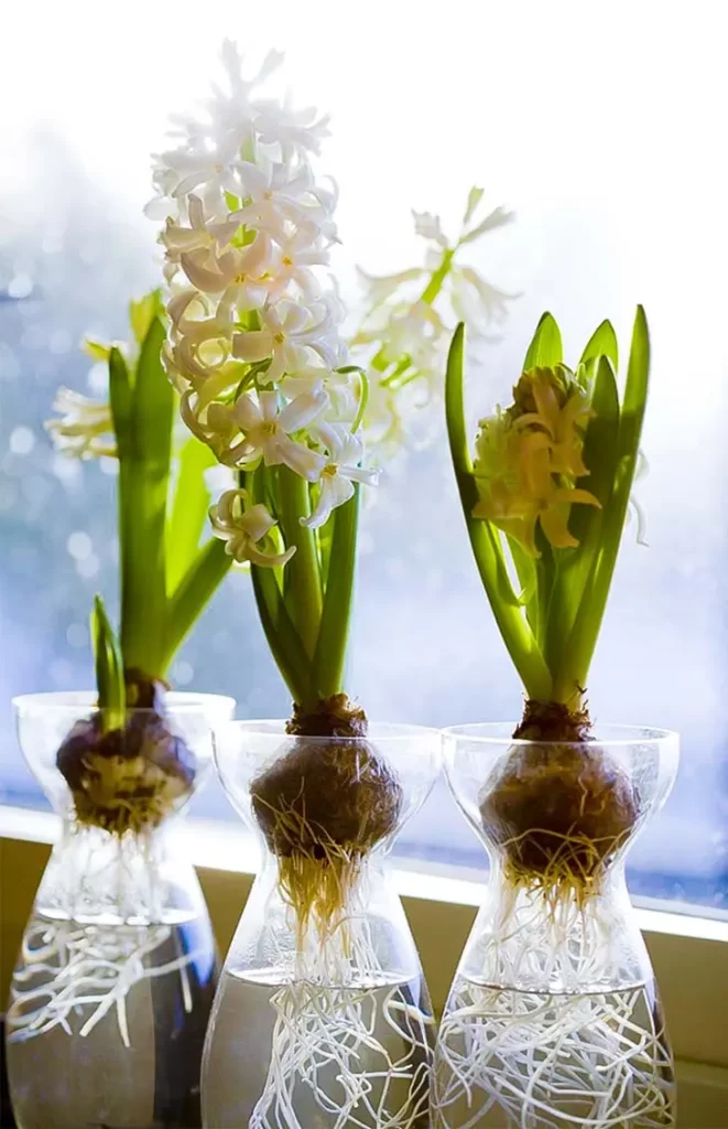 Comment faire pousser des tulipes dans l’eau ?