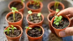 Jardinage : 6 conseils pour réussir ses semis