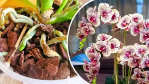 L’astuce magique pour faire revivre une orchidée sèche dont les fleurs ont fanées