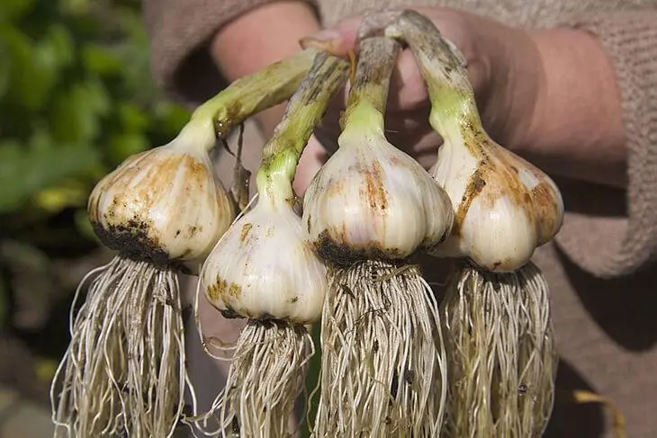 Je n’achète plus d’ail au magasin. Mon jardinier m’a dit comment en cultiver en grande quantité