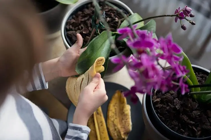 Comment font les jardiniers pour faire pousser les plantes en quelques jours ?