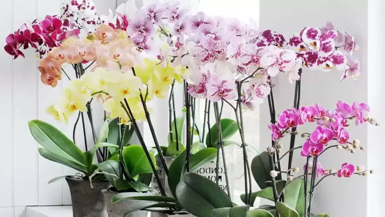 Voici comment entretenir les orchidées pour qu’elles refleurissent