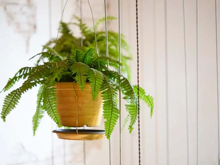 plantes d’intérieur qui poussent sans lumière du soleil