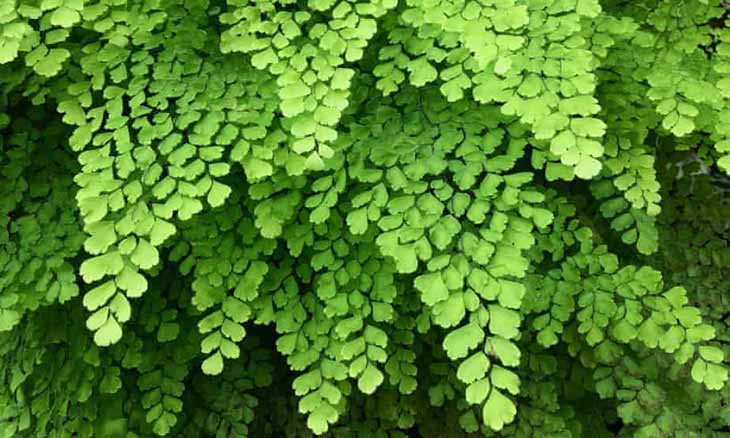 plantes d’intérieur qui poussent sans lumière du soleil