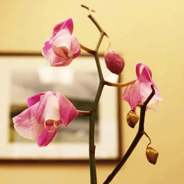 L’astuce magique pour faire revivre une orchidée sèche dont les fleurs ont fanées