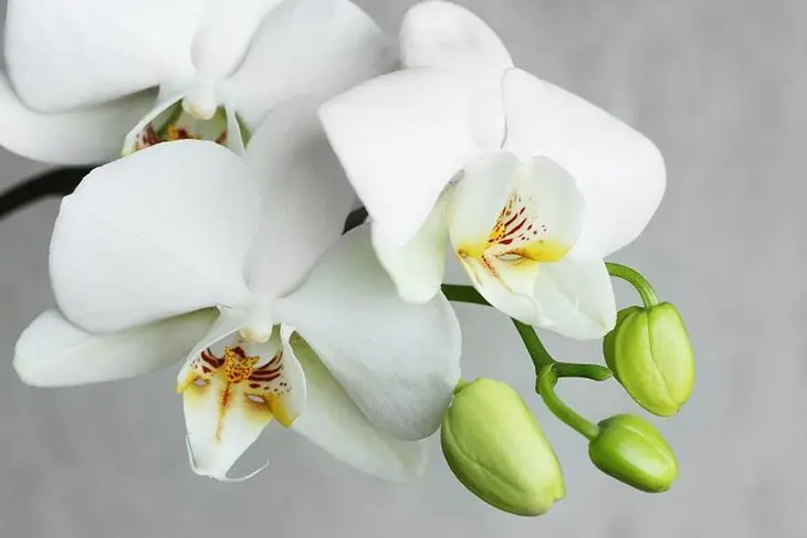 Voici comment entretenir les orchidées pour qu’elles refleurissent