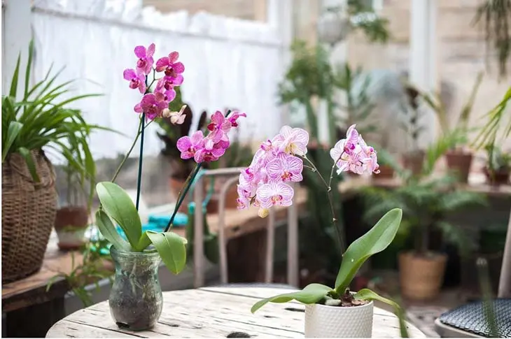 Voici comment entretenir les orchidées pour qu’elles refleurissent