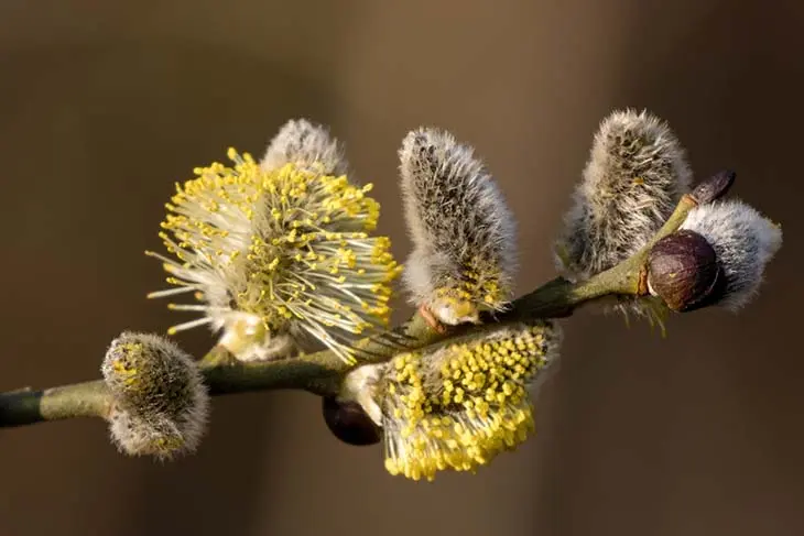 13 plantes pour soulager la goutte naturellement