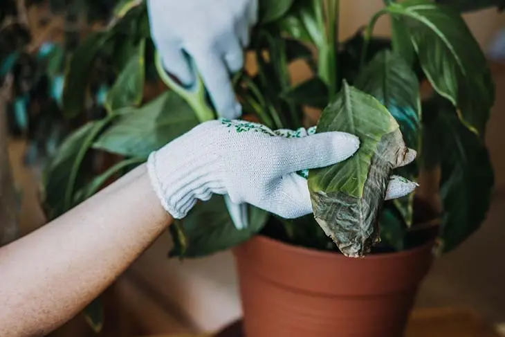 Comment font les jardiniers pour faire pousser les plantes en quelques jours ?