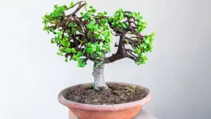 Comment planter et entretenir l’arbre de jade ? Le guide étape par étape