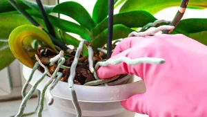 Orchidée : Que faire des racines qui sortent du pot ?