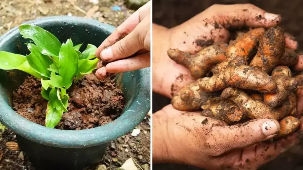 Voici comment faire pousser du curcuma pour en avoir à l’infini à la maison