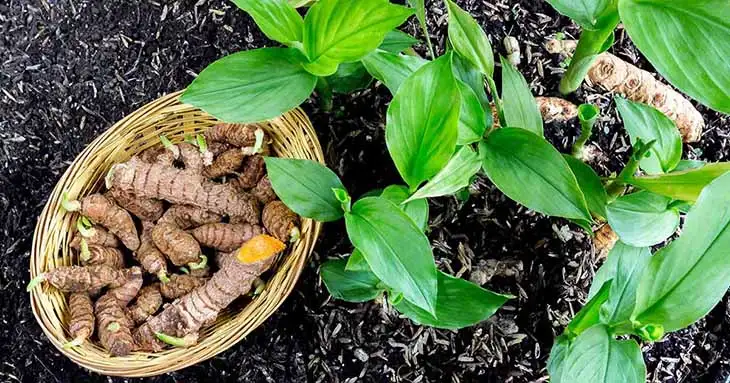 Voici comment faire pousser du curcuma pour en avoir à l’infini à la maison