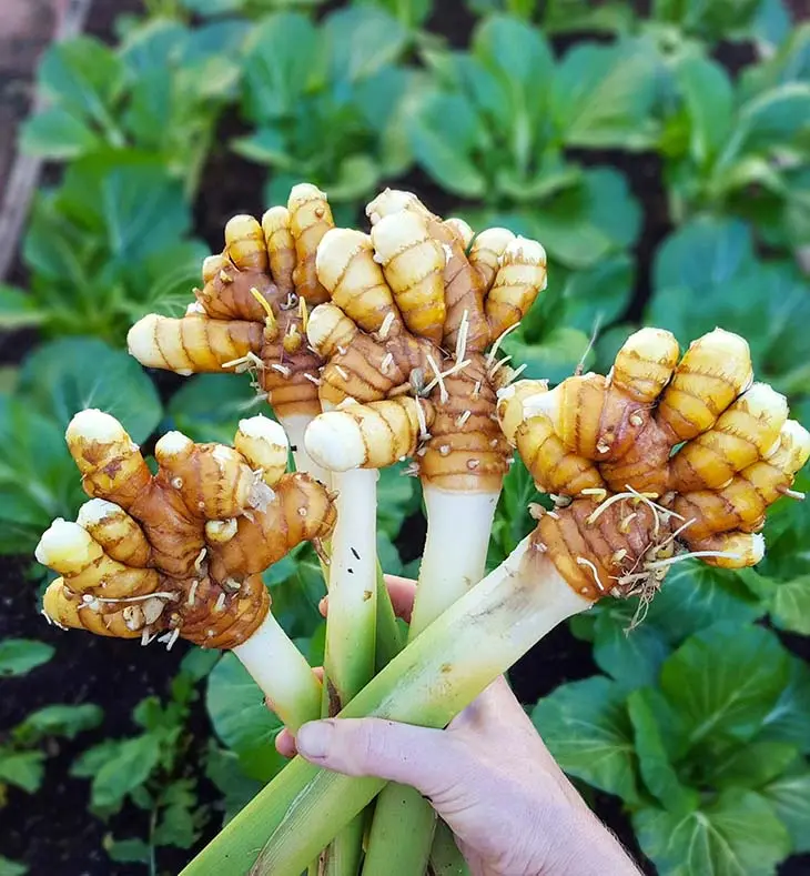 Voici comment faire pousser du curcuma pour en avoir à l’infini à la maison