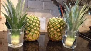faire pousser des ananas dans l’eau