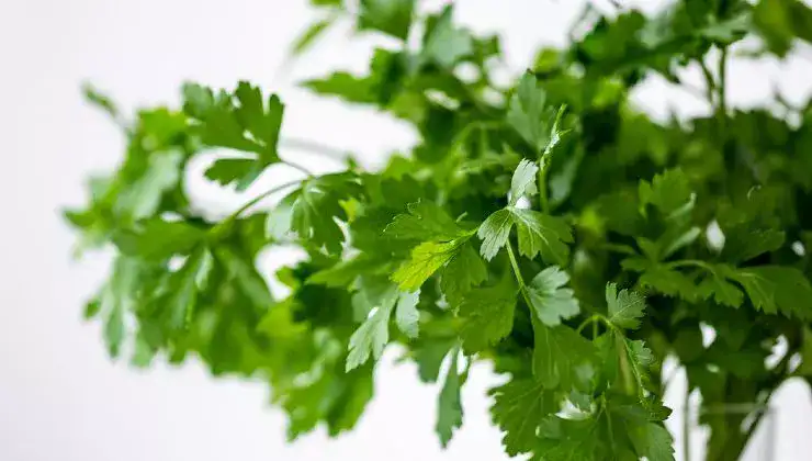 Persil frais pendant un mois avec la méthode du bol: les chefs le font
