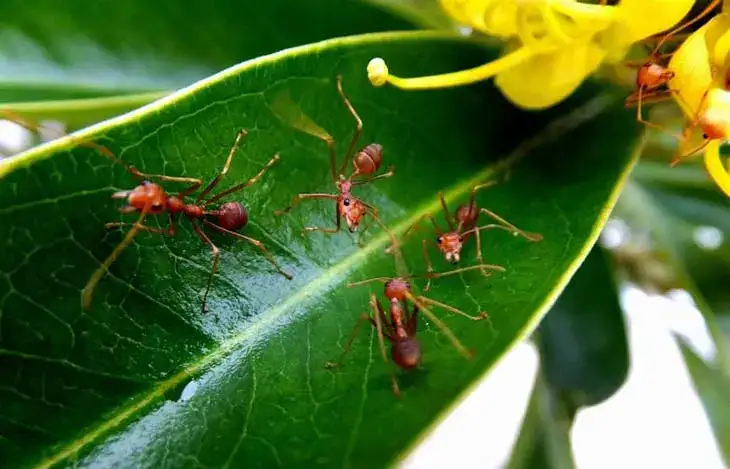 Comment avoir de belles plantes à la fin de l’hiver avec du bicarbonate de soude ?