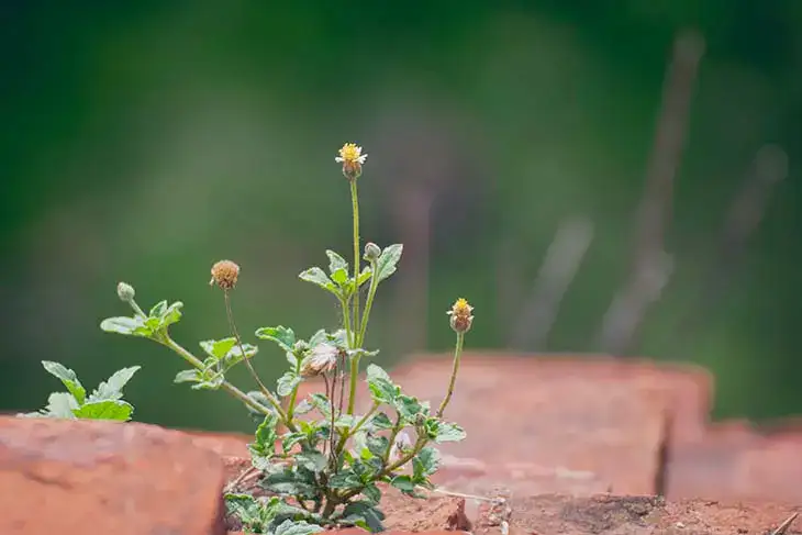 Comment avoir de belles plantes à la fin de l’hiver avec du bicarbonate de soude ?