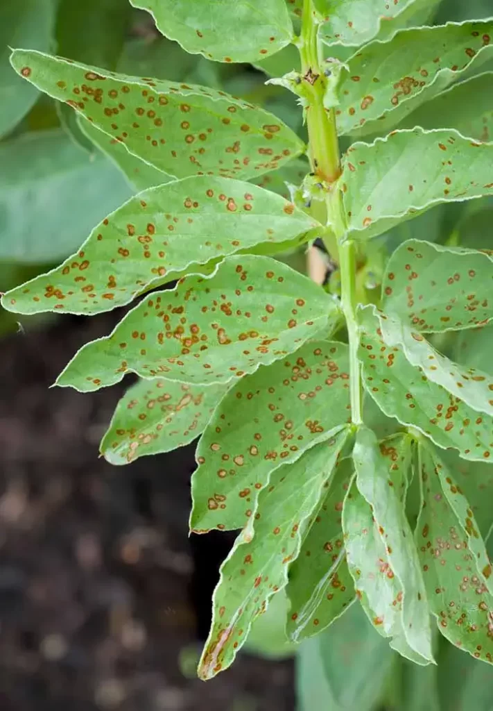 Comment avoir de belles plantes à la fin de l’hiver avec du bicarbonate de soude ?
