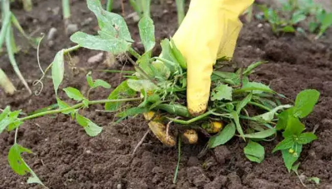 Mauvaises herbes : 10 astuces pour les éliminer de manière naturelle