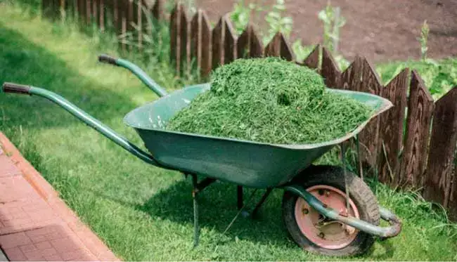 Mauvaises herbes : 10 astuces pour les éliminer de manière naturelle